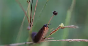 spanische Wegschnecke (1).webp
