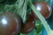 Black Cherry Früchte.webp