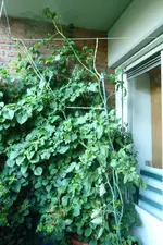 Black Cherry Pflanze.webp