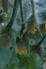 Gartenperle Früchte.webp