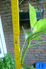 Sonnenblume Längenmaß.webp