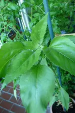 Sonnenblume.webp