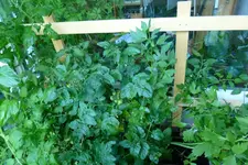 Tomatenkasten.webp