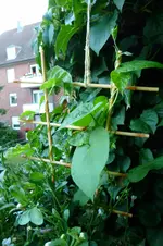 Winden.webp