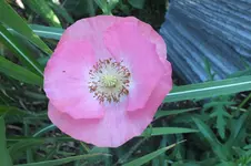 DSCF1742.jpg