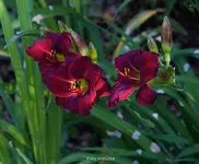 IMG_0838.jpg