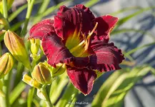 IMG_0847.webp