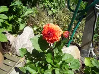 100_1833.webp 100_1833.webp