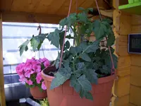 100_1834.webp 100_1834.webp