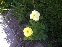 100_1836.webp 100_1836.webp