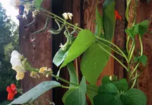 fisolen-am1.juli.webp