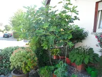 SAM_2552.webp