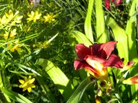 DSCN9357.webp
