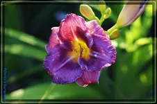 SÄ 35.webp