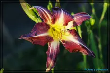 Pecock Maiden.webp