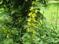 BILD4143.webp