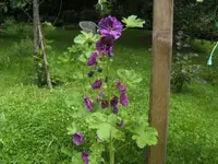 BILD4155.webp