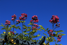 Bleu Magenta blüht1_700.webp