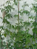 P1570241.webp