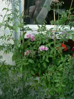 P1570242.webp
