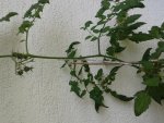 Black Cherry.jpg