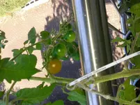 Ernteglück.webp