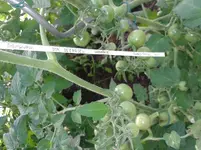 Fruity Cherry115.webp