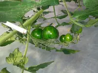 ital.Weinbergtomate.webp