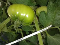 Marmande73.webp