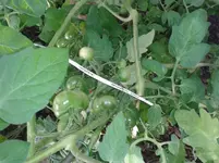 mex.Honigtomate.jpg