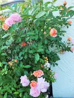 DSCF1760 (3).webp