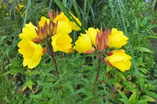 DSCF1766 (2).webp