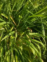 DSCN2776.webp