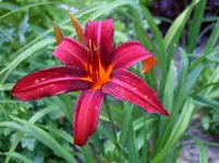 DSCF3904.webp