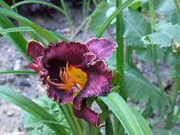 DSCF3905.webp