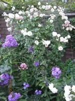 IMG_5435.webp