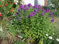 DSCN1370.webp