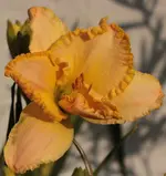 Krefelder Zitroneneis.webp