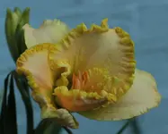 Krefelder Zitroneneis_a.webp