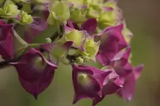 Hortensie 150628.webp