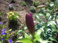 1 Baumlilie gestern.webp