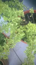 WP_20150702_002.webp