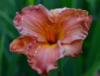 Smokymountainoutum.webp
