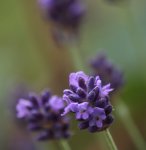 Lavendel 150628.jpg