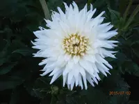 P7020527.webp