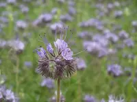 IMGP7890.webp