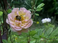 IMGP7904.webp