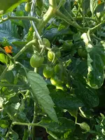 DSCN2780.webp