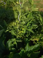 DSCN2783.webp