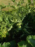 DSCN2782.webp